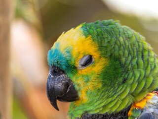 The Amazon green parrot, its vibrant green, blue and yellow feathers. Close up