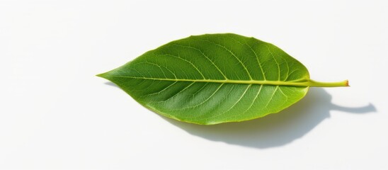 Green leaf on a white background showcasing natural texture and detail.