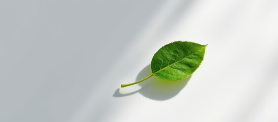 Single green leaf on a light surface casting a shadow.