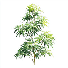 Detailed Illustration of a Lush Green Plant , isolated on white background png