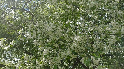 A stunning view of a tree canopy filled with delicate white flowers during springtime. The fresh...