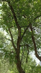 Experience the beauty of nature with this stunning image of a tree adorned with vibrant green leaves and delicate white flowers, capturing the essence of spring and natural splendor.