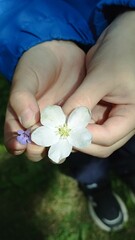 A child gently holds a pair of delicate spring flowers, highlighting nature s beauty. The contrast...