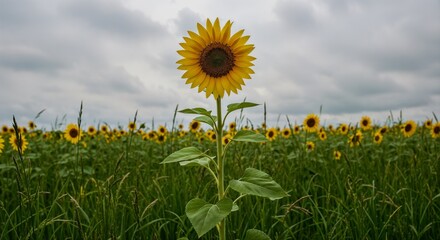 Bright sunflower standing tall in a field under cloudy sky  
