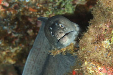 A moray eel fends her home in our presence.