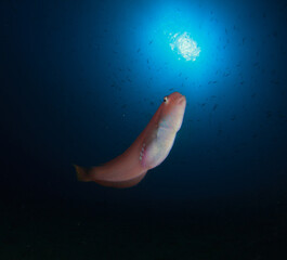 Beautiful pink fish watches us impassively under the sun at the bottom of the sea.