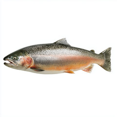 Fototapeta premium Stunning Rainbow Trout, A Fresh Catch , isolated on white background png