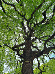 明治神宮の御神木、夫婦楠の木、2025年5月中旬撮影