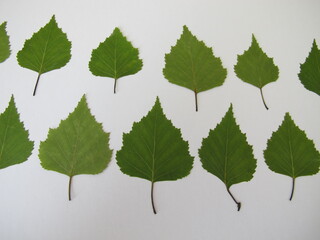 Pressed birch leaves in row laid on a white sheet of paper
