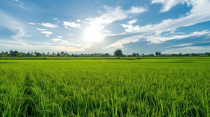 Fototapeta premium Vast expanse of vibrant green rice paddy under a partly cloudy sky. Sunlight gently illuminates the scene
