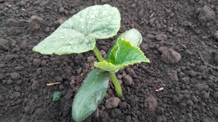 Organic cucumber plant at early growth stage, wet leaves close-up