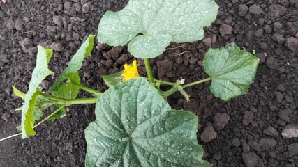 Top view of small cucumbers with flowers on plant in garden soil