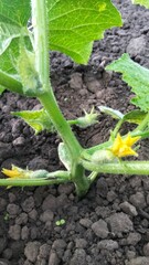 Tiny cucumbers with yellow flowers growing inside lush green plant, vertical garden photo