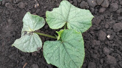 Cucumber seedling after rain, macro garden shot with water droplets