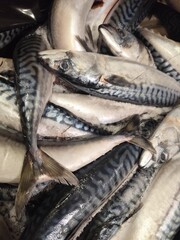 mackerel fish piled together seafood market display