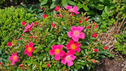 Fototapete bei efototapeten.de bestellen   