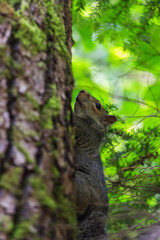 squirrel on a tree