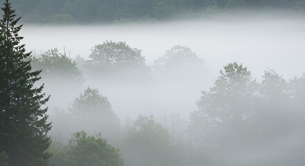 Misty Morning in the Forest: A Veil of Fog Envelops Deciduous and Coniferous Trees