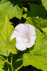  hedge bindweed, Rutland beauty, bugle vine, heavenly trumpets, bellbind, or granny-pop-out-of-bed (Calystegia sepium)