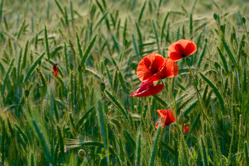 poppy blossom in the agricultural field close-up	
