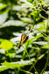 Butterfly on blackberry (Rubus Americanus)
