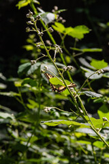 Butterfly on blackberry (Rubus Americanus)
