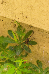 Spider on web
