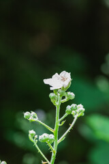 Blackberry buds (Rubus Americanus)