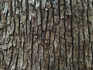 樹皮のテクスチャー、明治神宮の森の木