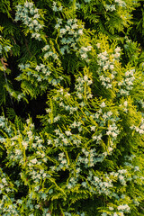 Chinese thuja, Oriental arborvitae, Chinese arborvitae, biota or Oriental thuja (Platycladus orientalis)
