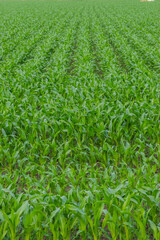 Corn field (maize)