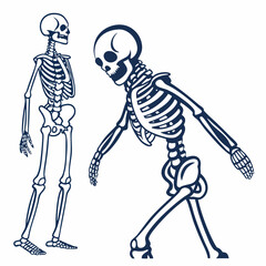 Two skeletons poses anatomy illustration halloween