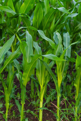 young corn plant