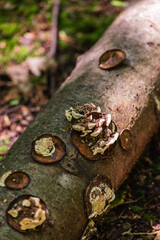 Fungus on log