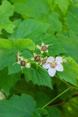 Thimbleberry flower (rubus parviflorus)