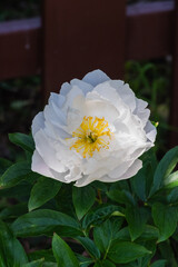 Peony flower
