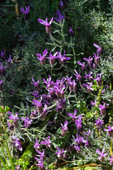 Spanish Lavender or French lavender (Lavandula pedunculata)