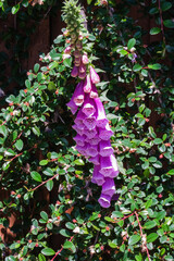 Foxglove (Digitalis)