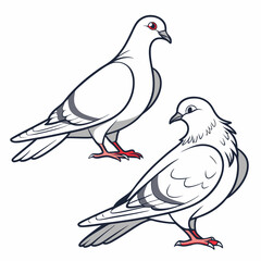 Two white pigeons illustrated bird pair drawing