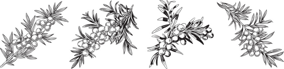 Sea Buckthorn Branches Vector Illustration, Isolated on White Background.