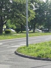 white swans under the road in the street