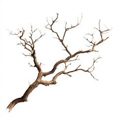 Dried Branch - Rustic Natural Design Element , isolated on white background png