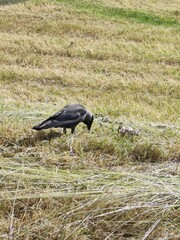 western jackdaw eating on freshly cut grass