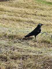 coloeus monedula standing on freshly cut grass