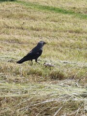 western jackdaw (coloeus monedula) standing on freshly cut grass