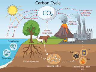 carbon cycle including photosynthesis, respiration, decomposition, fossil fuels, and emissions from volcanoes and industry diagram hand drawn schematic raster. Science educational illustration. © Oleksandr Pokusai