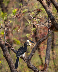 Malabar pied hornbill or lesser pied hornbill or Anthracoceros coronatus at bandhavgarh national...