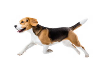 A playful beagle dog joyfully running across a bright white background. showcasing its energetic spirit and agility. ideal for pet-related advertisements or articles