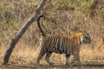 wild male bengal tiger or panthera tigris urine spraying scent territory marking on tree during stroll in summer season morning safari at panna national park forest reserve madhya pradesh india