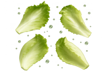 Four fresh endive lettuce leaves isolated on a transparent background display
